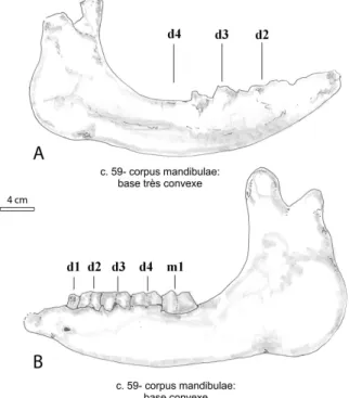 Fig .   10  –.  Mandibule,   vue   labiale  A:  Diaceratherium  lamilloquense  nouveau   né   d