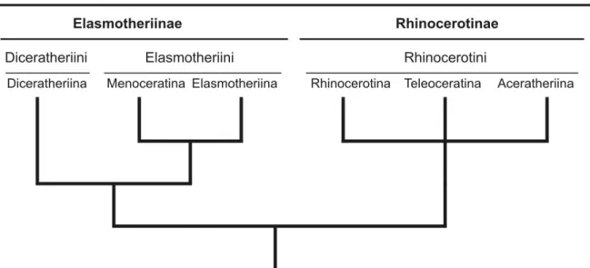 Fig. 1 : Relations phylogénétiques au sein des Rhinocerotidae, montrant les différents groupes supragénériques reconnus  classiquement et l'ambiguïté des relations chez les Rhinocerotinae