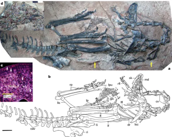 Figure 1 | Limusaurus inextricabilis (IVPP V 15923). Photograph ( a ) and line drawing ( b ) of IVPP V 15923