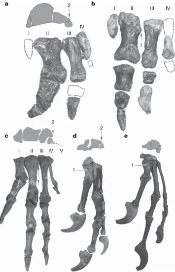 Figure 2 | Theropod manual morphologies as represented by several non- non-avian theropods