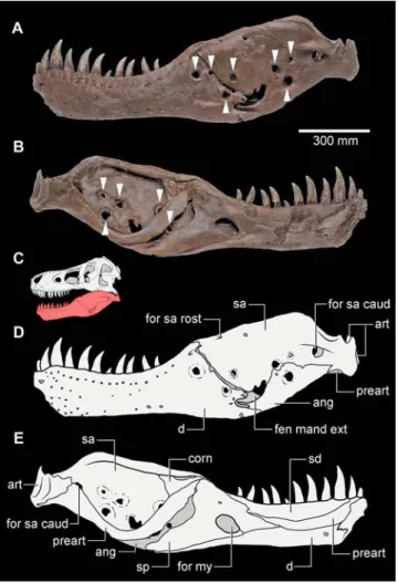 Figure 1. Tyrannosaurus rex (FMNH PR2081). Left mandibular ramus exhibiting multiple trichomonosis-type lesions (indicated by arrows); (A and D), lateral view (photo; schematic interpretation)