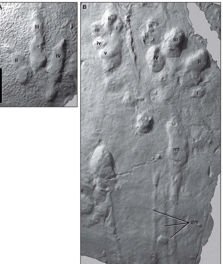 Figure 3. Moyeni dinosaur tracks. Photographs of plaster casts (positives) of Grallator track 6 (A) and Anomoepus track 8 (B) made at the Moyeni tracksite by the authors