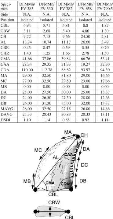 Fig. 3. Sketch of crown− and crown−base−measurements (modified after Smith et al. 2005).
