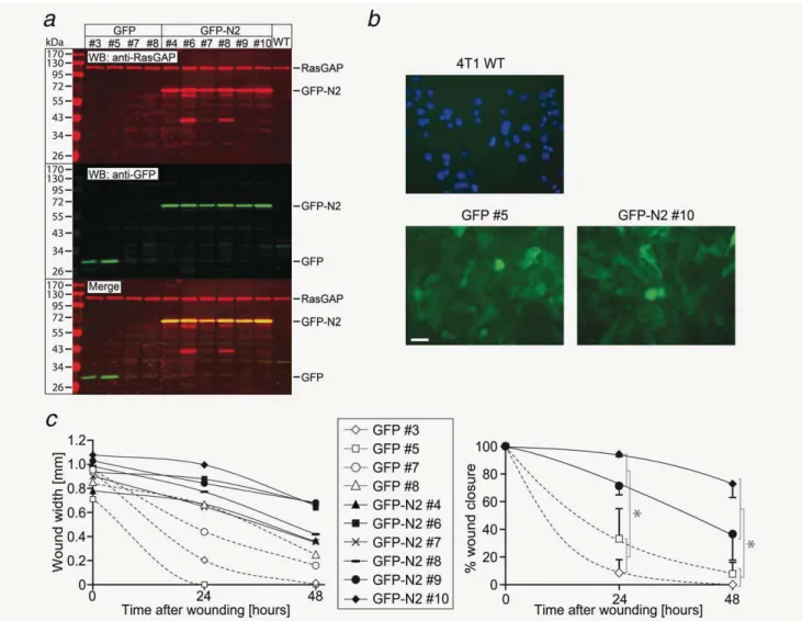 Figure 1. Stable expression of fragment N2 inhibits cell migration. ( a ) Stable 4T1 clones were screened for the expression of GFP and GFP- GFP-N2 by immunoblotting against GFP and RasGAP