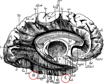 Fig. 3. Drawing of an alcohol-ﬁxed and dissected brain in which the cortices of the limbic lobe and the fusiform lobule were removed to show the ILF (Fli, red circle) and the UF (Fu, red circle)