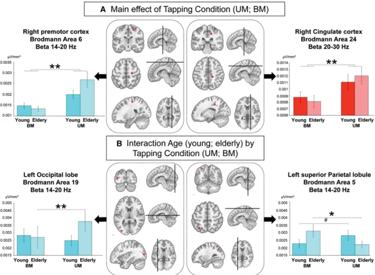 Fig. 3   a The two-by-two age  ×  condition ANOVA on the electrical  source estimations of the beta generators revealed a main effect of  Tapping condition within the right premotor cortex (sub-gyral  fron-tal lobe, BA 6; 14–20 Hz) and the right cingulate 