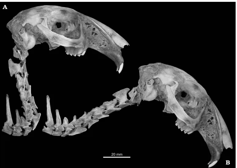 Fig. 1. Recent Cape hare Lepus capensis Linnaeus, 1758 RAM R2 in right lateral view, illustrating maximally extended pose (A) and ONP (B): skull, cervi−