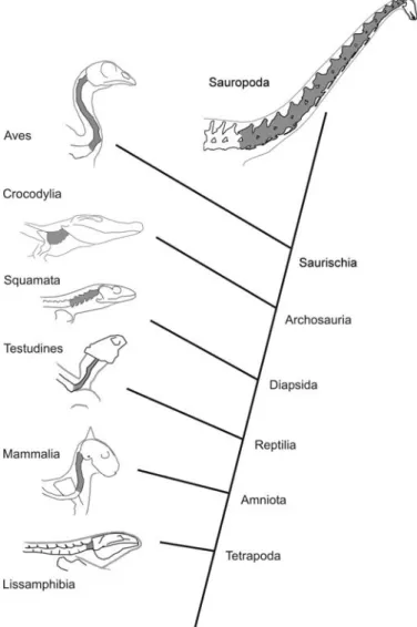 Fig. 3. Phylogeny indicating high−level relationships between tetrapod groups, habitual neck posture in extant groups, and inferred posture in sauropods