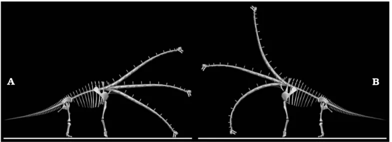Fig. 5. Sauropod Brachiosaurus brancai reconstructions with low and high torso positions