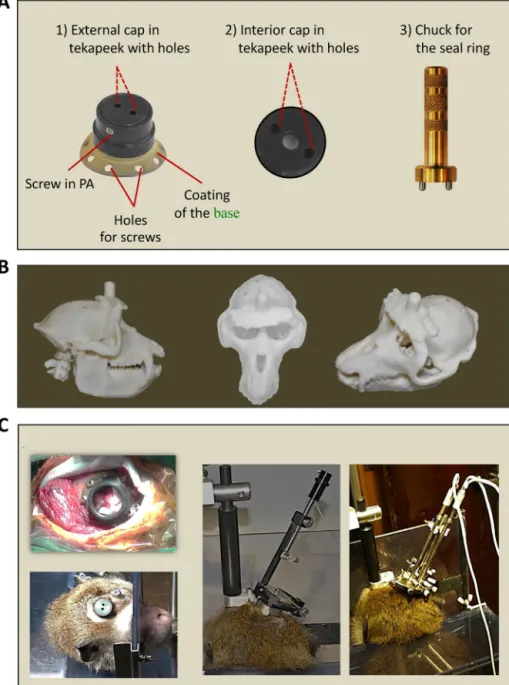 Fig. 2. (A) On the left, general view of the chronic recording chamber built to access the premotor cortex