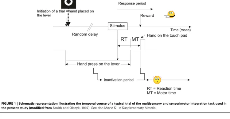 FIGURE 1 | Schematic representation illustrating the temporal course of a typical trial of the multisensory and sensorimotor integration task used in the present study (modified from Smith and Olszyk, 1997)