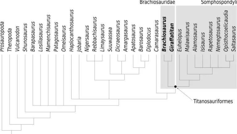 FIGURE 6. Phylogenetic relationships of Brachiosaurus and Giraffatitan, produced using PAUP* 4.0b10 on the matrix of Harris (2006) modified by splitting the composite “Brachiosaurus” OTU into two separate OTUs for the two species, having 31 taxa and 331 ch