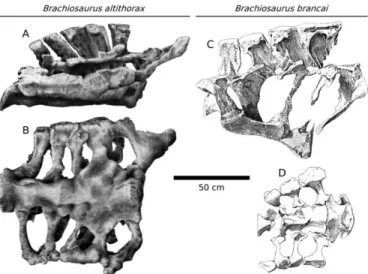 FIGURE 3. Second caudal vertebrae of Brachiosaurus altithorax and Brachiosaurus brancai, equally scaled