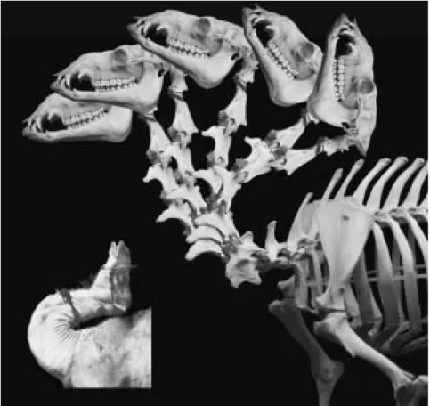 FIGURE 6.11.  The remarkable dorsal flexibility of the camel’s neck (inset; after Gauthier-Pilters and Daag 1981:fig