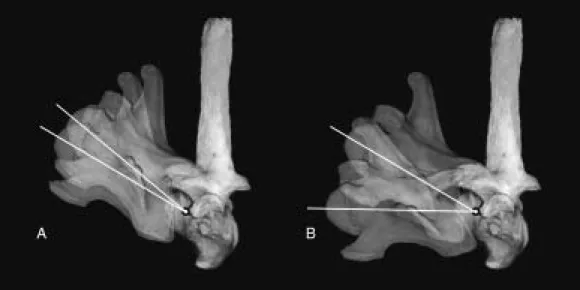 FIGURE 6.13. Giraffe dorsoventral range of motion for cervical vertebra C7 articulating on T1