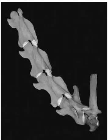 FIGURE 6.2. The steeply as- as-cending neck characteristic of the giraffe arises in the  unde-flected state, not by bending of the neck