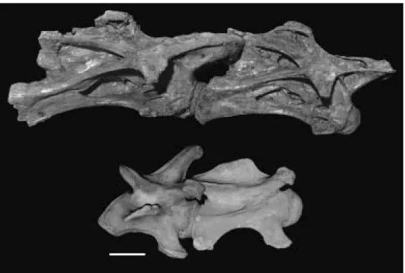 FIGURE 6.3. Intervertebral articulation in the neutral pose for the sauropod Brachiosaurus brancai (Top, cervical vertebrae C4 and C5 of the Humboldt Museum specimen SI) and for a giraffe (Bottom, cervical vertebra 7 and first thoracic vertebra), shown at 