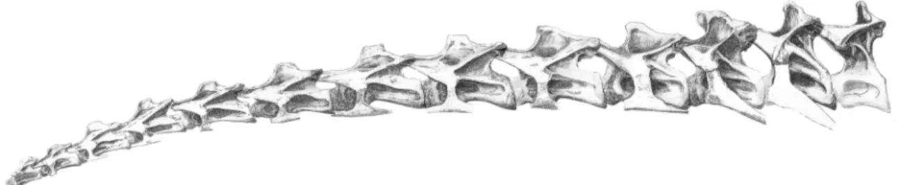 Figure 7.  Cetiosaurus (LCM G468.1968) neural pose composite based on individual vertebrae drawn by John Martin.