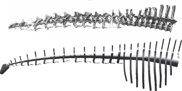 Figure 9.  DinoMorph ®  model of the presacral axial skeleton of Apatosaurus louisae articulated in neutral pose, based on digital composite of individual vertebrae from Gilmore (1936).