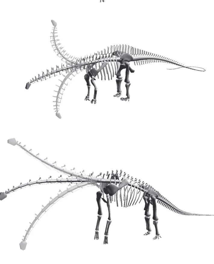 Figure 12.  Apatosaurus louisae and Brachiosaurus brancai, to same scale, showing osteologically-determined neutral pose to presacral axial skeleton (see text).