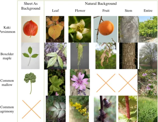 Fig. 5. Examples of the different views used in the database: scan or scan-like im- im-ages of leaves associated to a SheetAsBackground category, and photographs of leaves, flowers, fruits, stems or the entire plants associated to a Natural Background cate