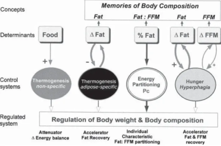 Figure 6. Modèle conceptuel de l’autorégulation de la composi- composi-tion corporelle au cours de la récupération du poids