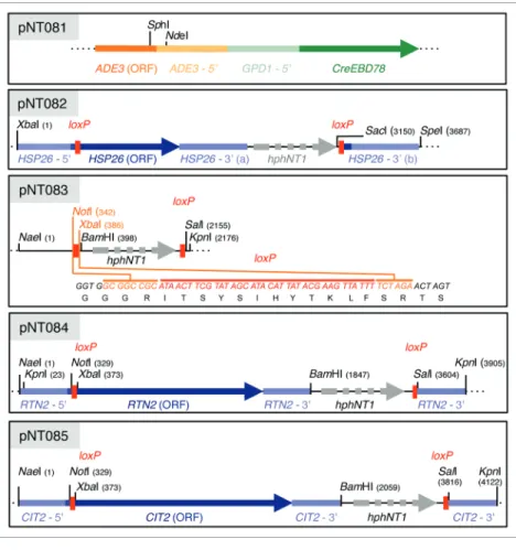Figure 1. Schematic representation of the relevant features of the various plasmids used  in this study