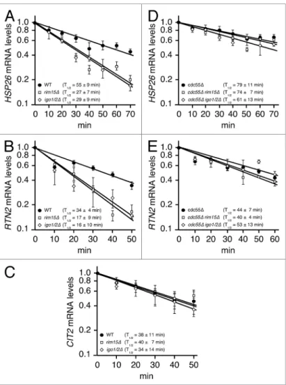Figure 3. TORc1 controls mRNA stability via the PP2A cdc55 -inhibitory endosul- endosul-fines