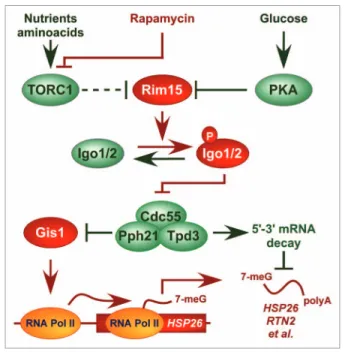 Figure 4. Model for the role of igo1/2-PP2A cdc55  in controlling expres- expres-sion of nutrient-regulated genes