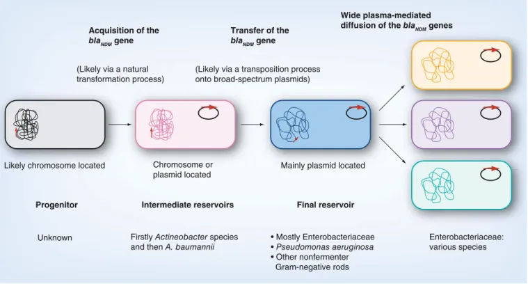 Figure 2. Hypothesis of the diffusion of the bla NDM  genes from the progenitor to clinical isolates