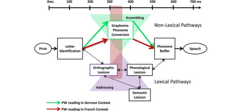 FIGURE 4 | The orthographic depth hypothesis by Katz and Feldman (1983) posits that different reading routes are engaged depending on the type of grapheme/phoneme correspondence of the language being read
