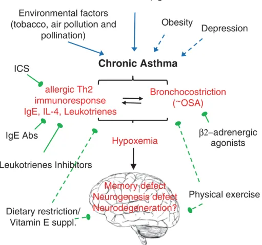 Fig. 1. Illustration of the asthma cascade on airways inﬂammation and on brain function