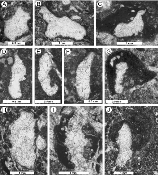 Fig. 4. Thin-section photomicrographs of Late Jurassic tube-shaped microfossils incertae sedis