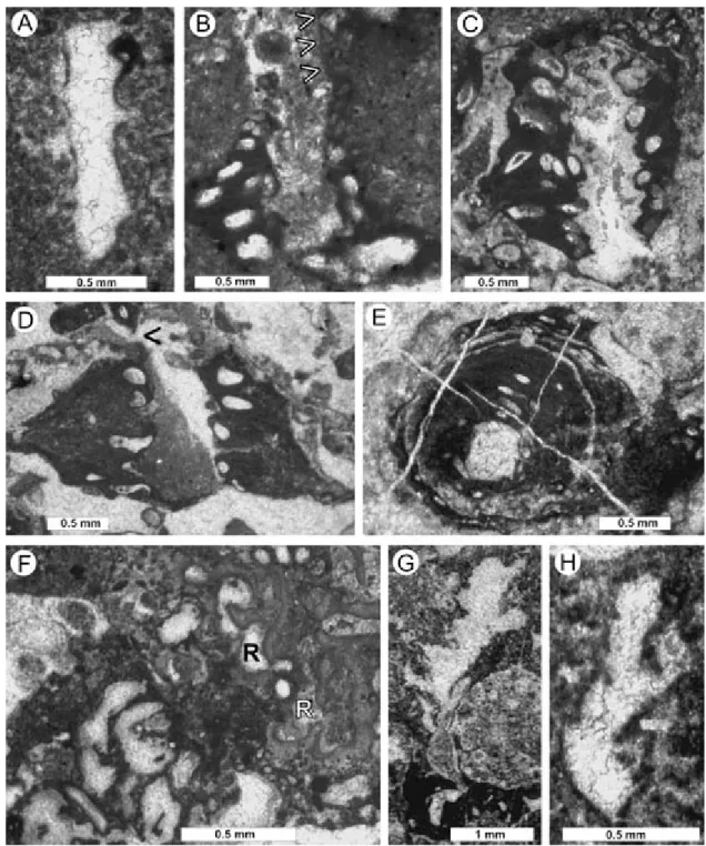 Fig. 5. Thin-section photomicrographs of Late Jurassic tube-shaped microfossils incertae sedis