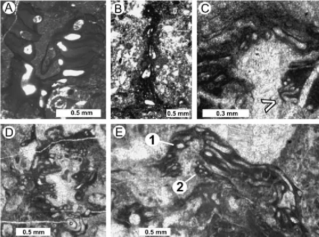 Fig. 6. Microencruster incertae sedis of assumed microbial origin from the Alpine Late Jurassic