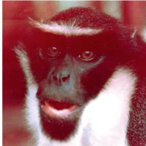 Figure  2.  Diana  monkeys  exhibit sophisticated  cogni-tive  abilities  when   interact-ing  with  conspecifics  and  other  species