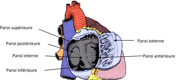 Figure 3. Vue droite du cœur présentant l’oreillette droite ouverte sur laquelle la paroi externe a  été découpée puis réclinée en avant (adapté de la Faculté de Médecine Pierre &amp; Marie Curie, 2013) 