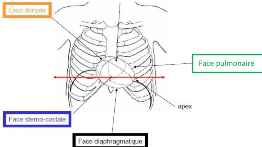 Figure 2. Schéma illustrant les différentes faces du cœur (adapté de Chaffanjon, 2007)  Face pulmonaire 