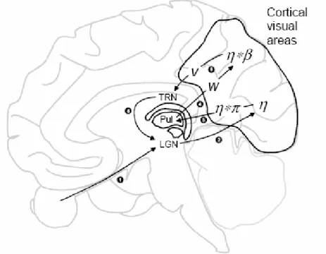 Figure  7.  Thalamic  model  of  NTVA.  From:  Bundesen,  Habekost,  and  Kyllingsbæk  (2005).  A  neural  theory  of  visual  attention:  Bridging  cognition  and  neurophysiology.  Psychological  Review, 112, 291‐328. Copyright 2005 by the American Psych