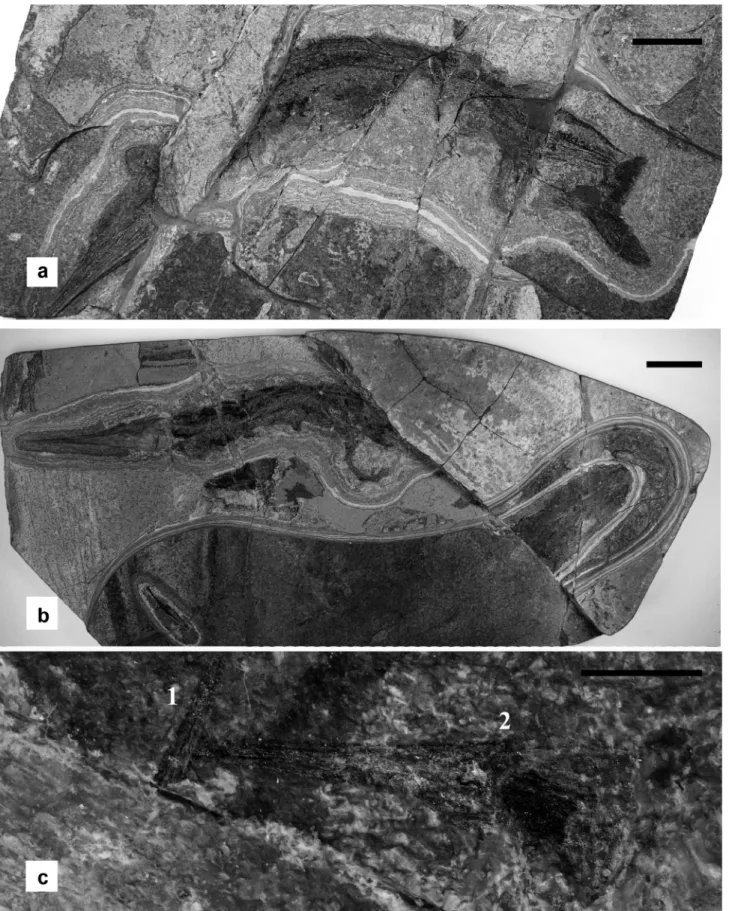 Fig. 3.  Saurichthys curionii, specimen McsN 8017 (a) and McsN 8018 (b). close up of a rostrum (1) and a complete skull (2) of embryos from specimen  McsN 8018 (c)