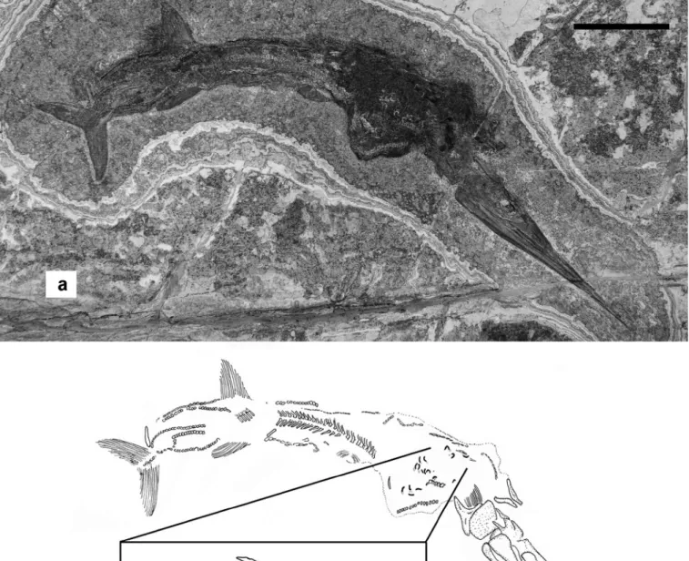 Fig. 4.  Saurichthys curionii, specimen McsN 8016 (a). sketch of the same specimen (b), stippled contours refer to the dark areas; in the box, an enlargement of  the body region with some of the embryos preserved (skulls in solid black and soft parts strip