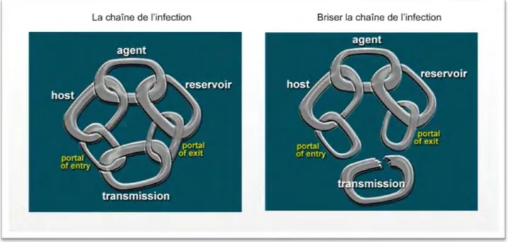 Figure 1a et 1b. Chaîne de l'infection 