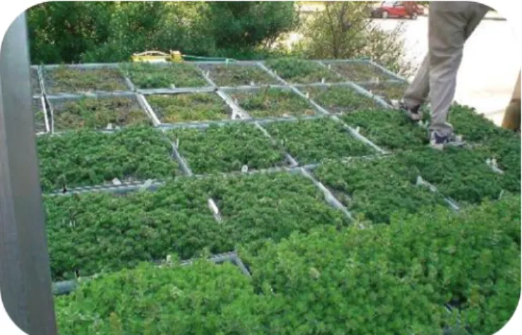 Figure 12: Modular green roof (Banting et al., 2005) 