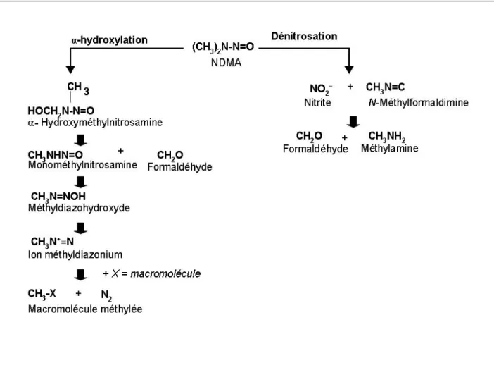 Figure 1 : Mécanismes du métabolisme de la NDMA (adaptation d’ATSDR, 1989 et de PISSC,  2002) 