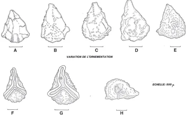Fig. 1 a–e Divers types d’ornementation de la face dorsale des nucules de Boraginocarpus fallax (Taugourdeau-Lantz &amp; Rosset 1966) comb