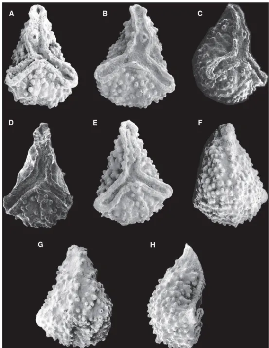 Fig. 2 Nutlets of Boraginocarpus fallax (Taugourdeau-Lantz &amp;