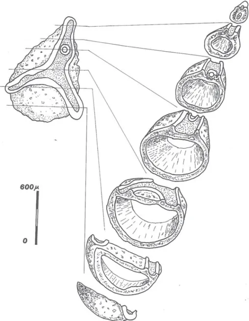 Fig. 5 Series of sections of a nutlet of Boraginocarpus fallax (Taugourdeau-Lantz &amp; Rosset 1966) comb