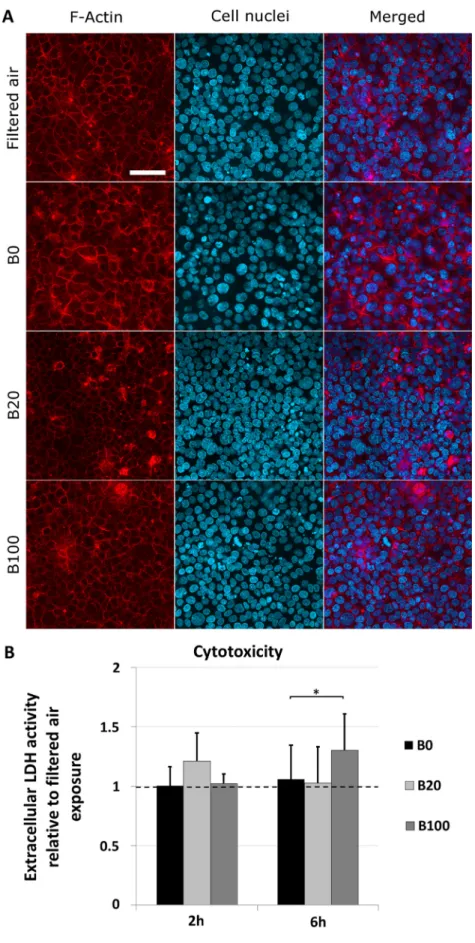 Fig. 2. Cell morphology and viability. A) Confocal laser scanning micrographs of cell cultures that were exposed for 6 h