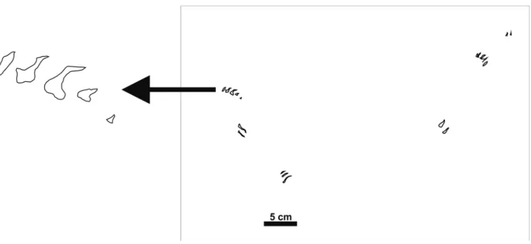 Figure 7.  Prints attributed to turtles from the fossil record. a, turtle tracks from the Copper Canyon site (after Foster et al., 1999)
