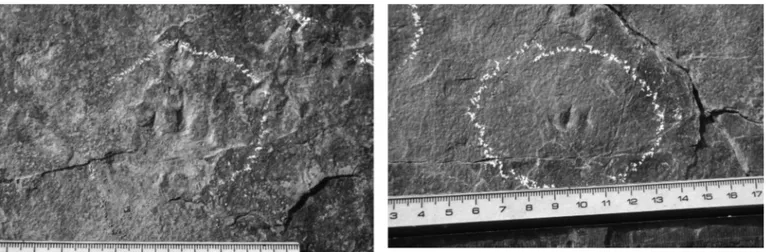 Figure 4.  Some examples of isolated turtle tracks from the Los Cayos C tracksite (Cornago, La Rioja province)